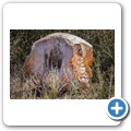 Addo NP