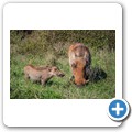 Addo NP - Warzenschwein