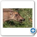 Addo NP - Warzenschwein