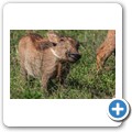 Addo NP - Warzenschwein