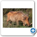 Addo NP - Warzenschwein