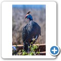 Addo NP - Perlhuhn