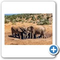 Addo NP - Elefant