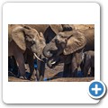 Addo NP - Elefant