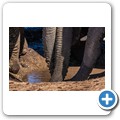 Addo NP - Elefant