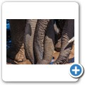Addo NP - Elefant