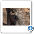 Addo NP - Elefant