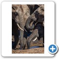 Addo NP - Elefant