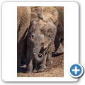Addo NP - Elefant