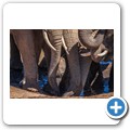 Addo NP - Elefant