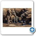 Addo NP - Elefant
