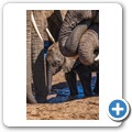 Addo NP - Elefant
