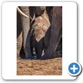 Addo NP - Elefant