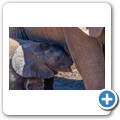 Addo NP - Elefant
