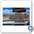 Addo NP - Elefant