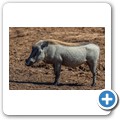 Addo NP - Warzenschwein