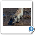 Addo NP - Warzenschwein