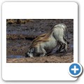 Addo NP - Warzenschwein