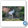 Addo NP - Silbersinghabicht