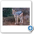 Addo NP - Schabrackenschakal