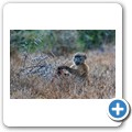 Addo NP - Pavian