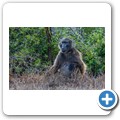 Addo NP - Pavian