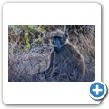 Addo NP - Pavian