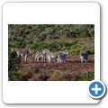 Addo NP - Zebra