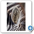 Addo NP - Zebra