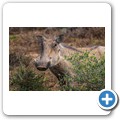 Addo NP - Warzenschwein