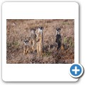 Addo NP - Erdm&auml;nnchen