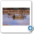Addo NP - Elefant
