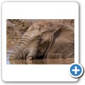 Addo NP - Elefant