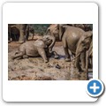 Addo NP - Elefant