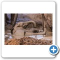 Addo NP - Elefant