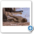 Addo NP - Elefant
