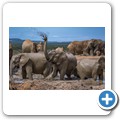 Addo NP - Elefant