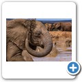 Addo NP - Elefant