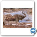 Addo NP - Elefant