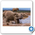 Addo NP - Elefant