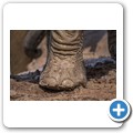 Addo NP - Elefant