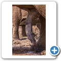 Addo NP - Elefant