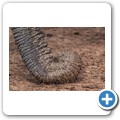 Addo NP - Elefant