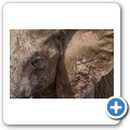 Addo NP - Elefant
