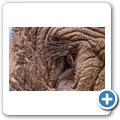 Addo NP - Elefant