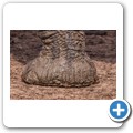 Addo NP - Elefant