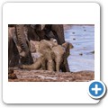 Addo NP - Elefant