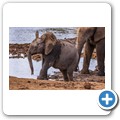 Addo NP - Elefant