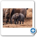 Addo NP - Elefant