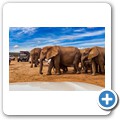 Addo NP - Elefant